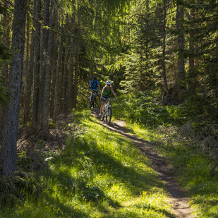 Mountainbike Wald