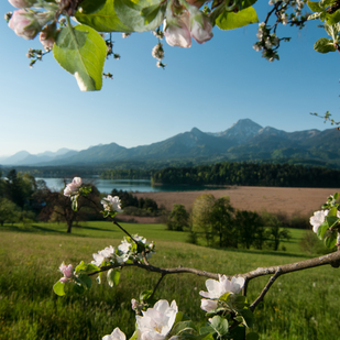 Apfelblüte Drobollach am Faaker See
