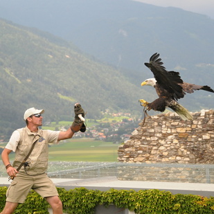 Die beeindruckende Adler Flugschau auf der Burg Landskron